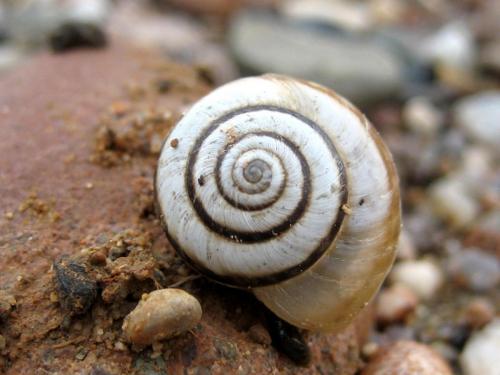 2006 snail