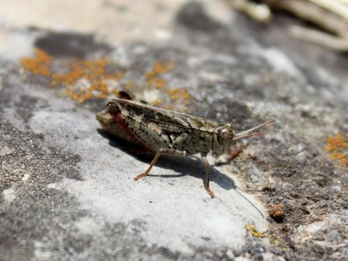 2011 grasshopper