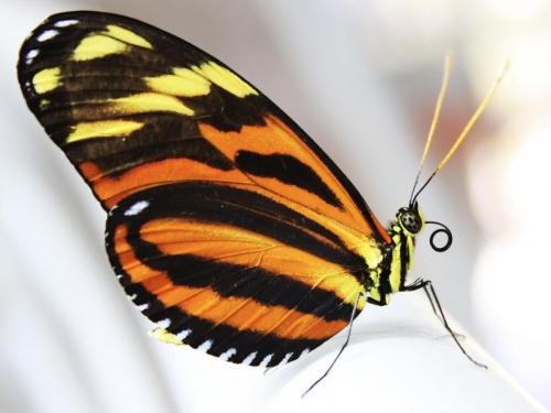 2012 butterfly